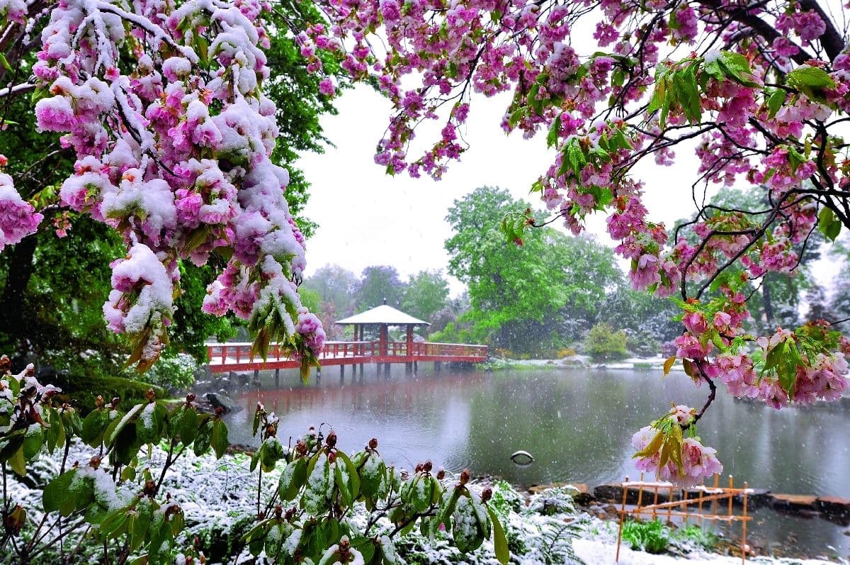 Japanese Garden in Wrocław