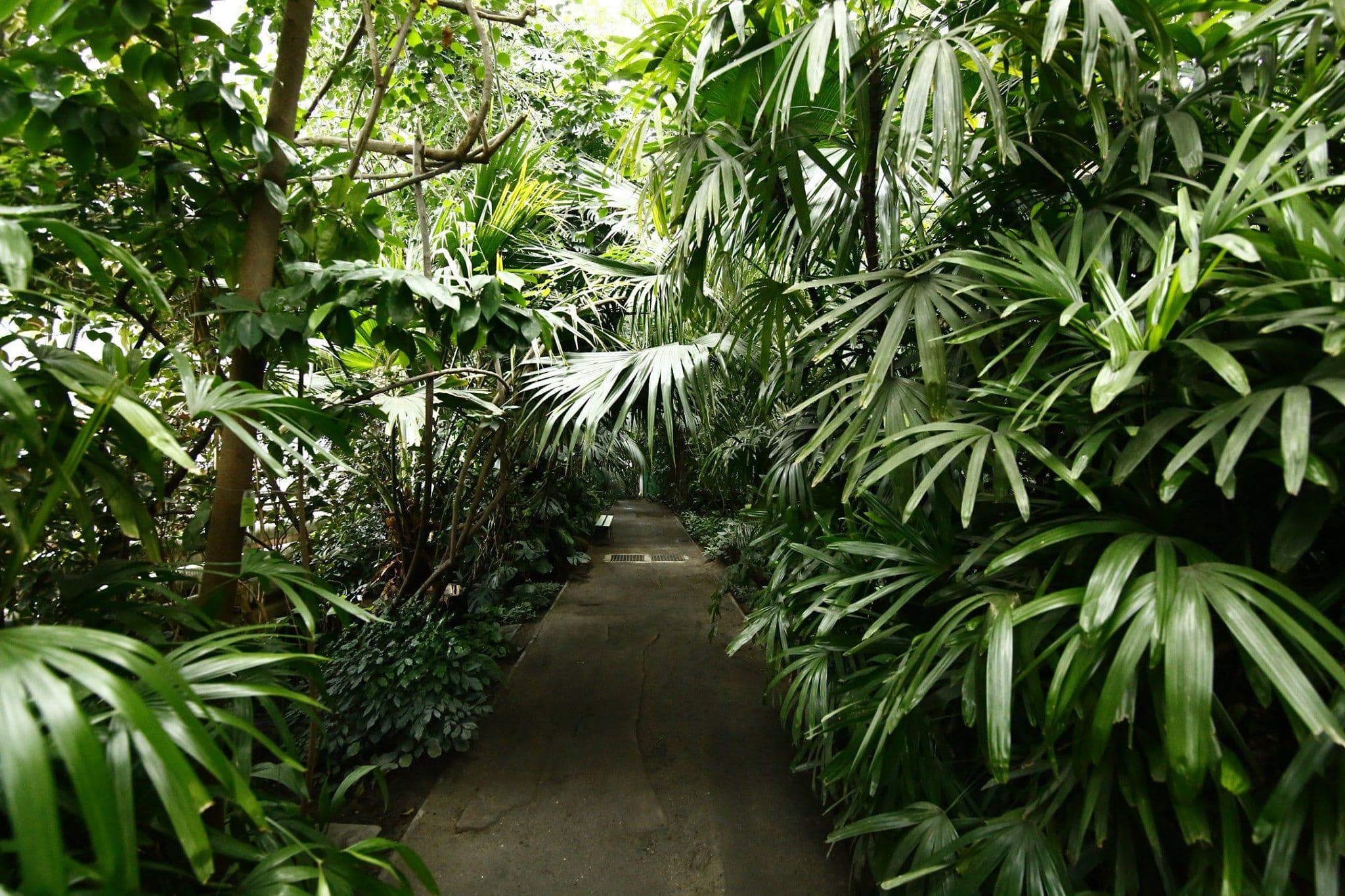 Palmiarnia Poznań – A Tropical World in the City